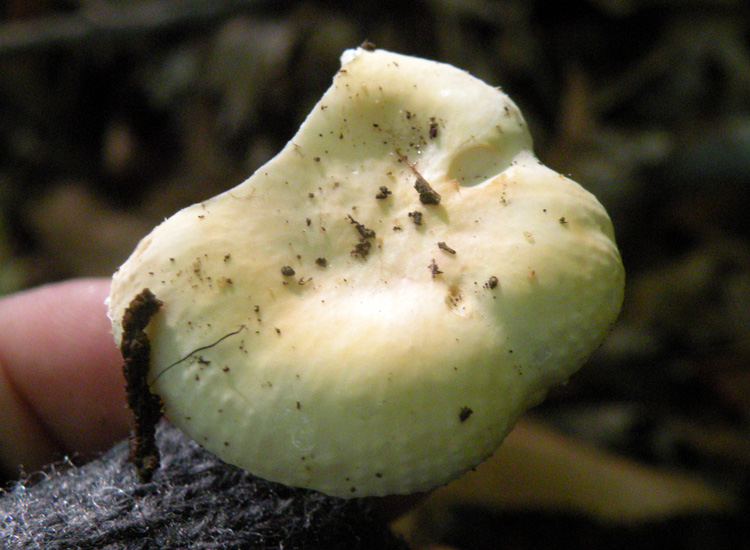 Russula fellea?